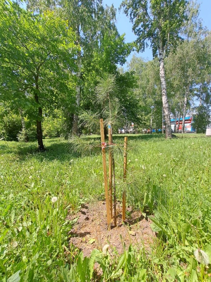 кедр